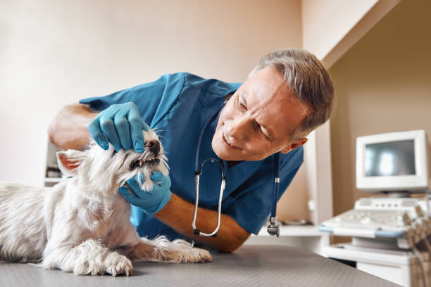 Best Tooth Infection Emergency Dentist  in Osprey, FL